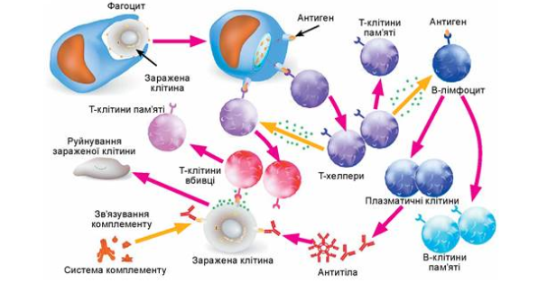 Sự phối hợp của các thành phần trong hệ miễn dịch