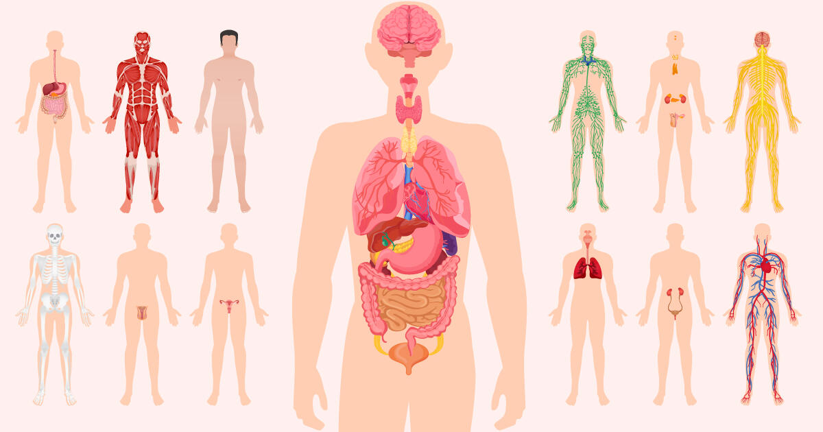 Cơ thể con người và khả năng tự bảo vệ trước môi trường